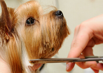 Sault Ste Marie Salons de Toilettage Pour Animaux De Compagnie Blue Ribbon Grooming