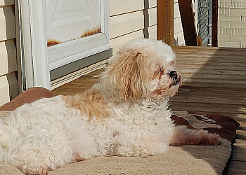 Sault Ste Marie Salons de Toilettage Pour Animaux De Compagnie Blue Ribbon Grooming