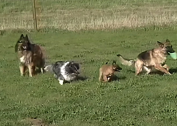 Bogdan's Dog Training Center And Boarding Kennel Ltd. - Lethbridge, AB Dresseurs De Chiens - Dog Training Image