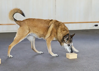 Bogdan's Dog Training Center And Boarding Kennel Ltd. - Lethbridge, AB Dresseurs De Chiens - Dog Training Session Image
