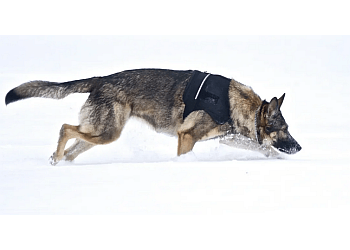 Lethbridge Dresseurs De Chiens Bogdan's Dog Training Center And Boarding Kennel Ltd.