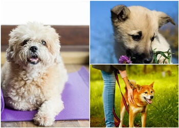 Lethbridge Dresseurs De Chiens Bogdan's Dog Training Center And Boarding Kennel Ltd.