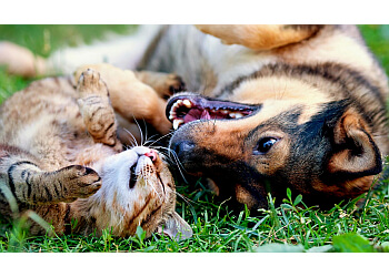 Burlington dog walker Bonez & Katnip Pet Services