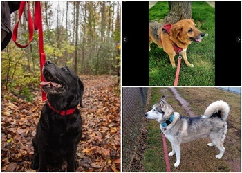 Burlington dog walker Bonez & Katnip Pet Services