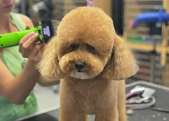 Calgary pet grooming Bonnieland Puppy Parlor