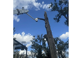 Thunder Bay Services d'arboriculteur Boreal Tree Service