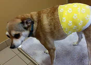 Boreal Veterinary Hospital - Thunder Bay, ON Veterinary Clinics - Doctor With Patient Image