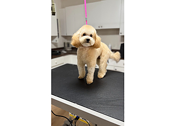 Surrey pet grooming Bork!
