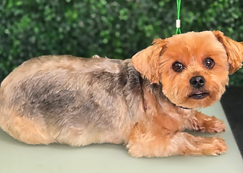 Bork Pet Spa - Surrey, BC Pet Grooming - Professional Highlights