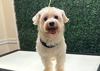 Bork Pet Spa - Surrey, BC Pet Grooming - Service Image