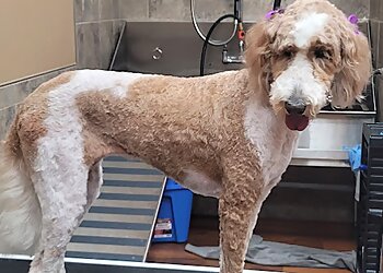 Prince George pet grooming Bosley's Prince George