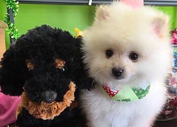 Saguenay Salons de Toilettage Pour Animaux De Compagnie Boutique de Toilettage Les Ciseaux Magiques