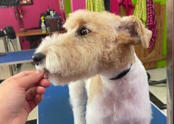 Saguenay Salons de Toilettage Pour Animaux De Compagnie Boutique de Toilettage Les Ciseaux Magiques