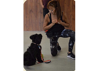 North Vancouver Dresseurs De Chiens Bow Wow Academy
