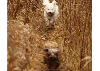 Newmarket dog walker Bow Wow Dog Hiking