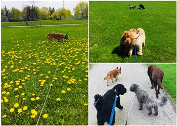 Newmarket dog walker Bow Wow Dog Hiking