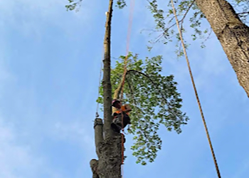 Brad's Tree Service - Barrie, ON Tree Services - Tree Trimming Image