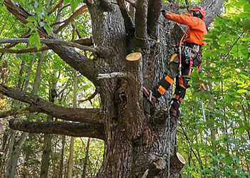 Brad's Tree Service Brad's Tree Service - Barrie, ON Tree Services - Tree Removal Image
