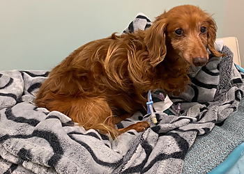 Brant Norfolk Veterinary Clinic - Brantford, ON Veterinary Clinics - Service Highlights