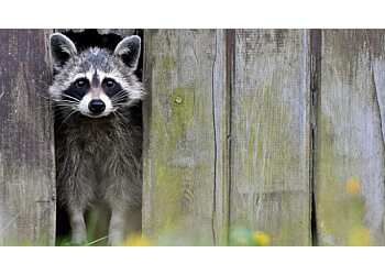 Richmond Hill animal removal Brilliex Pest Control