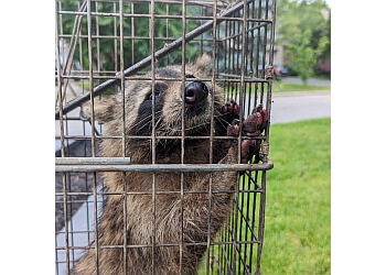 Richmond Hill animal removal Brilliex Pest Control