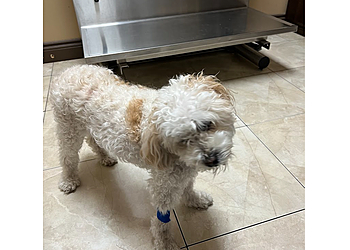 Mississauga veterinary clinic Bristol Veterinary Hospital