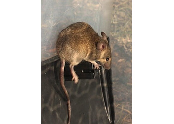 Edmonton Élimination Des Animaux Bro Pest Control Edmonton