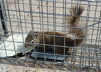 Edmonton Élimination Des Animaux Bro Pest Control Edmonton