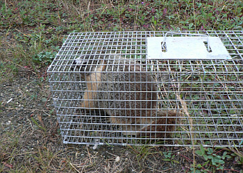 Kamloops pest control Broad Spectrum Pest Solutions, Ltd.