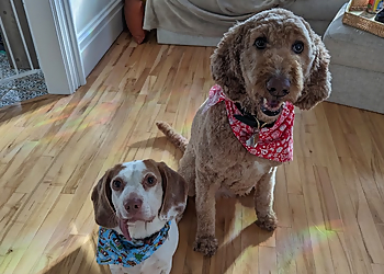 Broadway Dog Grooming - Saint John, NB Pet Grooming - Professional Highlights