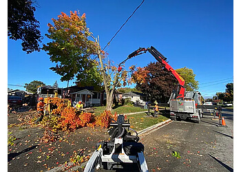 Whitby tree service Brooklin Tree Care