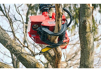 Whitby tree service Brooklin Tree Care