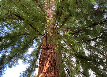 Browning Arborist Consulting - Surrey, BC Tree Services - Tree Care Image
