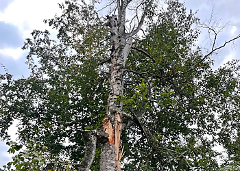 Browning Arborist Consulting - Surrey, BC Tree Services - Service Highlights