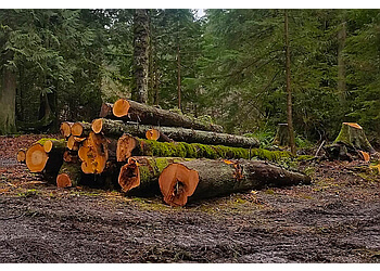 Abbotsford tree service Bruinsma Tree Service