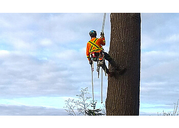 Abbotsford tree service Bruinsma Tree Service