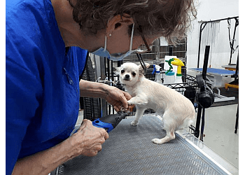 Guelph pet grooming Brushcuts Professional Pet Grooming