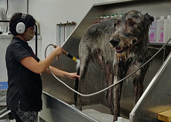 Guelph pet grooming Brushcuts Professional Pet Grooming