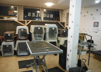 Lethbridge pet grooming Bubbles Dog Grooming