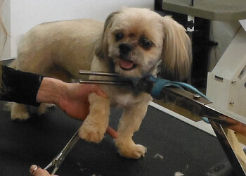 Lethbridge pet grooming Bubbles Dog Grooming