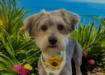 Bubbles & Whiskers Grooming Salon - Oshawa, ON Pet Grooming - Project Image