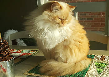 Bubbles & Whiskers Grooming Salon - Oshawa, ON Pet Grooming - Field Work Image