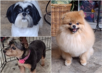 Sudbury pet grooming Bubbles and Cuddles Pet Grooming Boutique and Wholesale