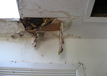 Kelowna Services d'extermination de parasites BugMaster Pest Control