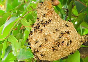 Bugs Gon Pest Control Kamloops, Ltd. Bugs Gon Pest Control Kamloops, Ltd. - Kamloops, BC Pest Control - Bee Control Image