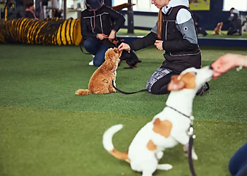 BulletproofK9s - Orangeville, ON Dog Trainers - Dog Training Session Image