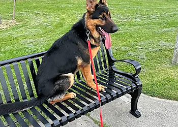 BulletproofK9s - Orangeville, ON Dog Trainers - Dog Image