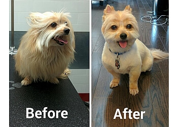Amazing Dog Grooming Burlington  Don t miss out 