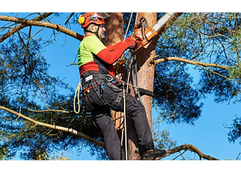 St Albert Services d'arboriculteur Buzz Cut Tree Service