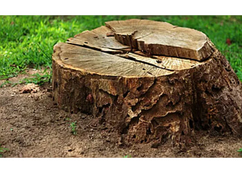 St Albert Services d'arboriculteur Buzz Cut Tree Service